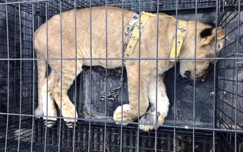 Detienen a 2 hombres que transportaban leona en Coahuila