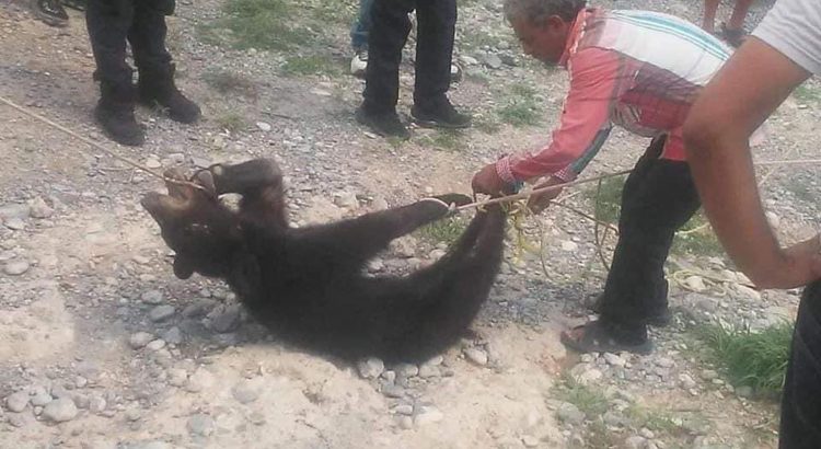 Procesan a cinco policías y dos ciudadanos por muerte de oso negro en Coahuila
