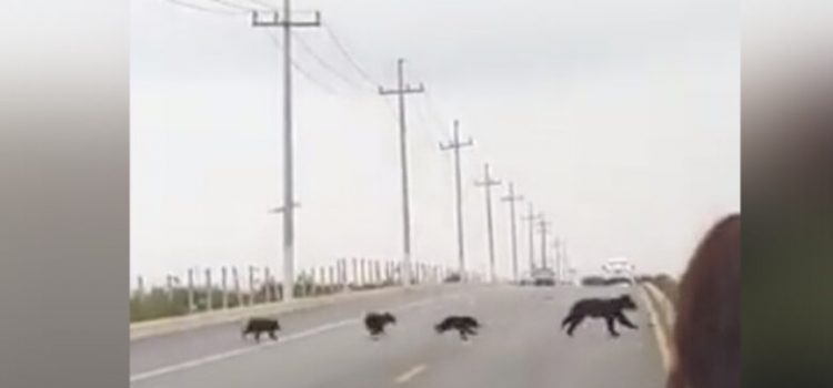 Familia de osos detienen el tráfico para cruzar carretera de Coahuila