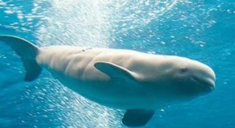Libra México sanciones por la vaquita marina