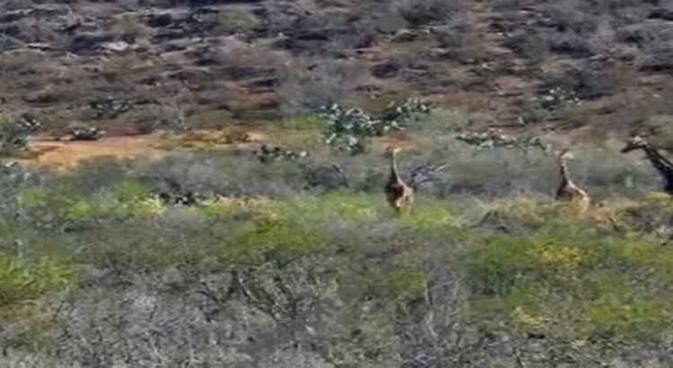 Reportan de nuevo jirafas en Coahuila