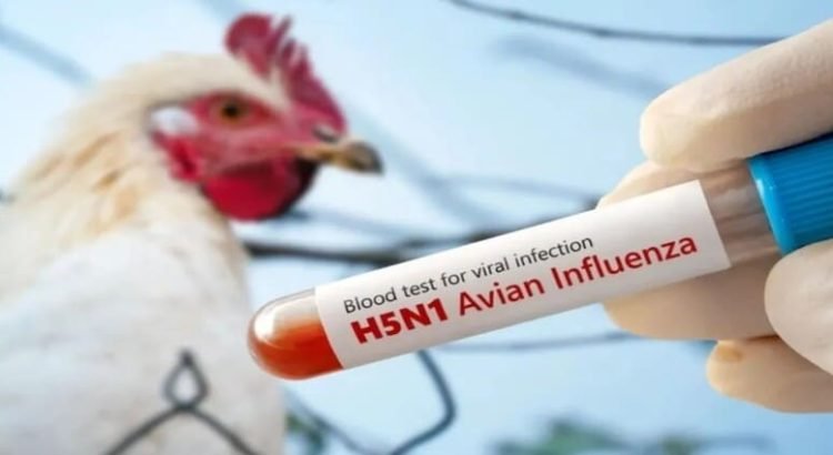 Una niña de 3 años pierde la vida contagiada con influenza aviar H5N1 en Coahuila