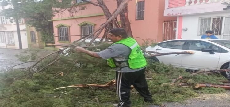 Las lluvias y los vientos provocaron caída de árboles y daños viales en Saltillo
