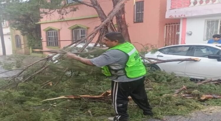 Las lluvias y los vientos provocaron caída de árboles y daños viales en Saltillo