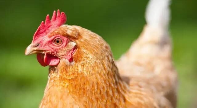 Un pollo para la paz: juez en China resuelve disputa de divorcio de forma inusual