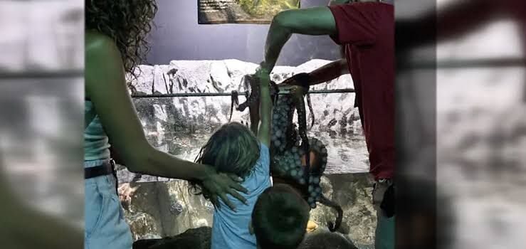 Niño sufre ataque de pulpo en acuario de Texas y genera debate sobre seguridad y bienestar animal