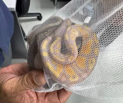 Detienen en Tailandia a ciudadano de Sri Lanka por intentar contrabandear pitones en su ropa interior