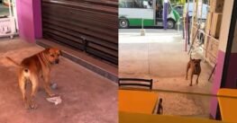 Perro conmueve en redes al “comprar” hamburguesas con piedras en México