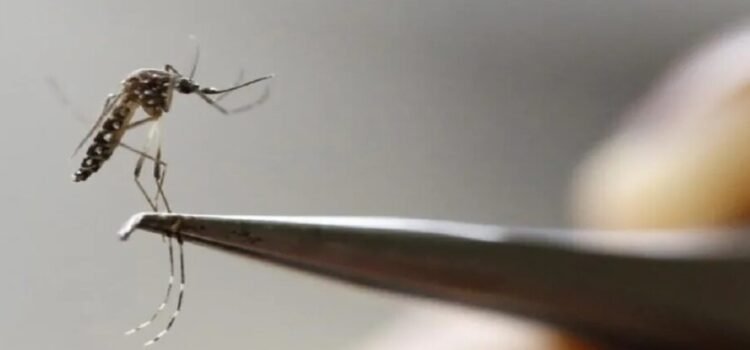 En el estado de Coahuila reporta 190 casos de dengue y cuatro muertes