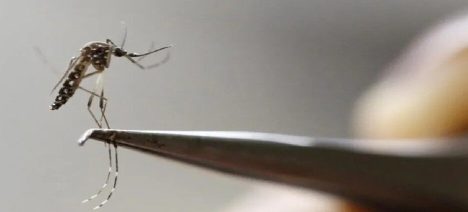 En el estado de Coahuila reporta 190 casos de dengue y cuatro muertes