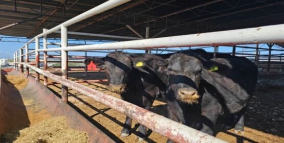 Se entregan sementales en los estados de Sonora y Coahuila para enfrentar adversidades del sector