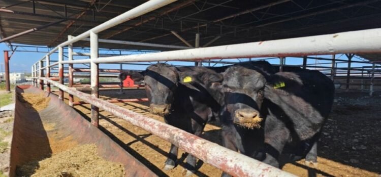 Se entregan sementales en los estados de Sonora y Coahuila para enfrentar adversidades del sector