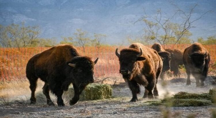 Se liberan 44 ejemplares de bisontes en la reserva El Santuario Se liberan 44 ejemplares de bisontes en la reserva El Santuario
