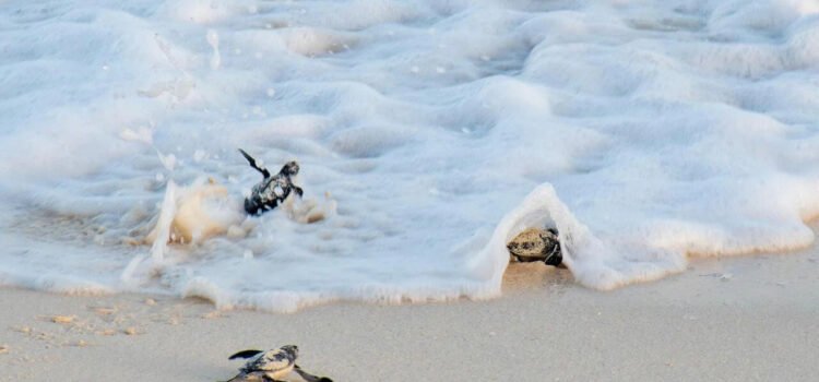 Concluye la temporada de liberación de tortugas marinas 2025 en Cozumel