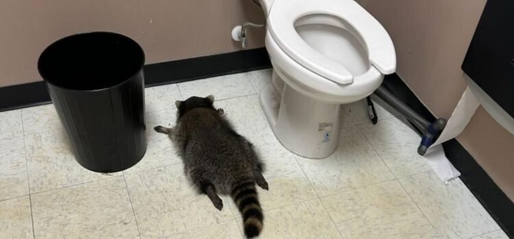 Mapache provoca caos en licorería de Virginia y termina inconsciente tras beber whisky Mapache provoca caos en licorería de Virginia y termina inconsciente tras beber whisky