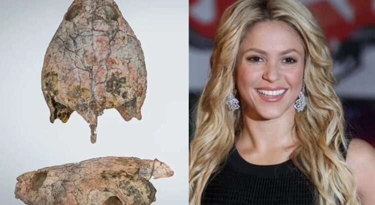Descubren en Colombia una tortuga prehistórica y la nombran en honor a Shakira Descubren en Colombia una tortuga prehistórica y la nombran en honor a Shakira